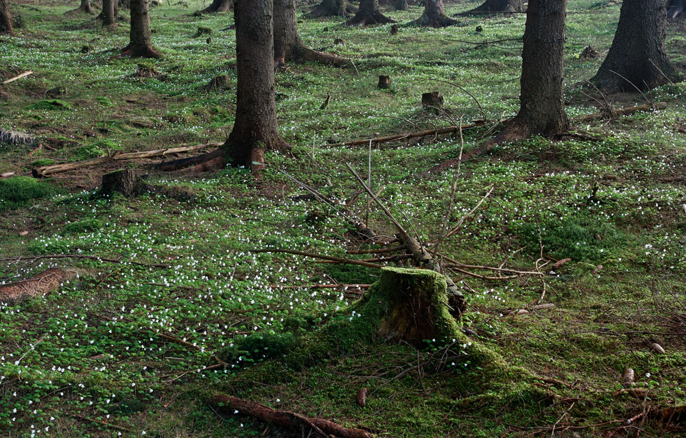 Krušné hory, podběl, Loučná (Jindřichovice)